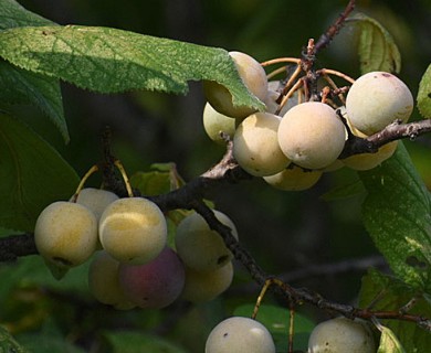 Prunus mexicana