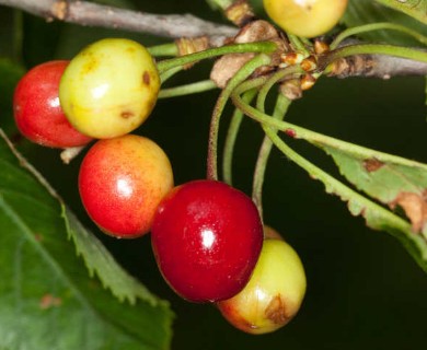 Prunus pensylvanica