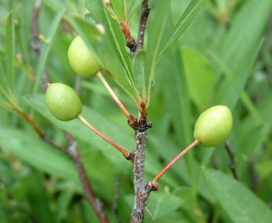 Prunus pumila