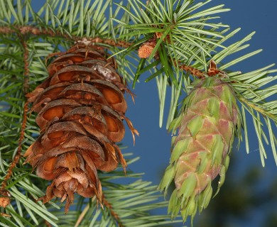 Pseudotsuga menziesii