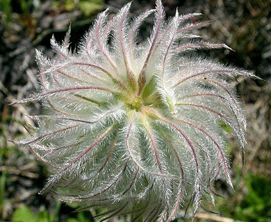 Pulsatilla occidentalis