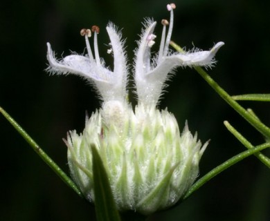 Pycnanthemum tenuifolium