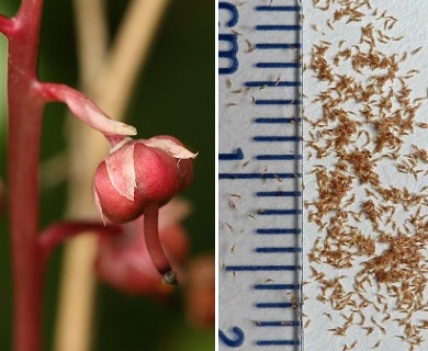 Pyrola asarifolia