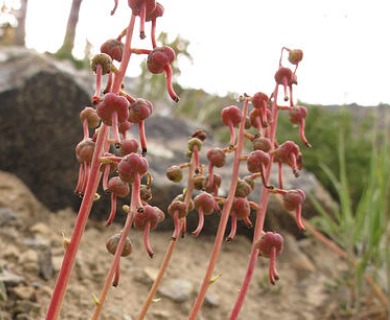 Pyrola picta