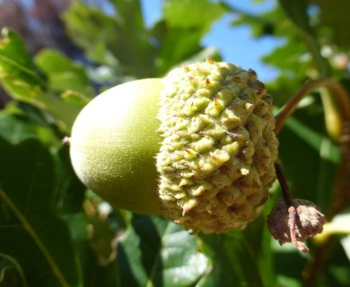 Quercus bicolor