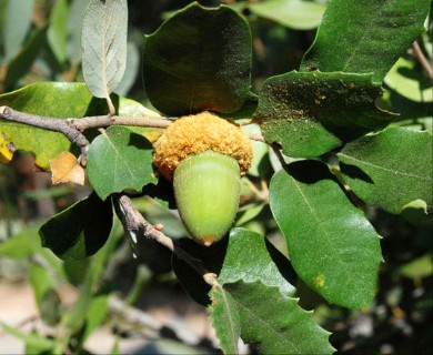 Quercus chrysolepis