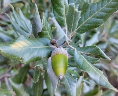Quercus ilex