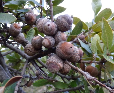 Quercus mexicana