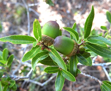 Quercus pringlei