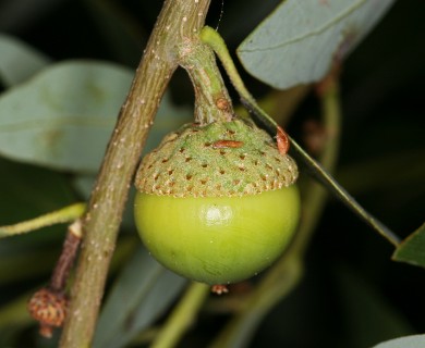 Quercus vacciniifolia