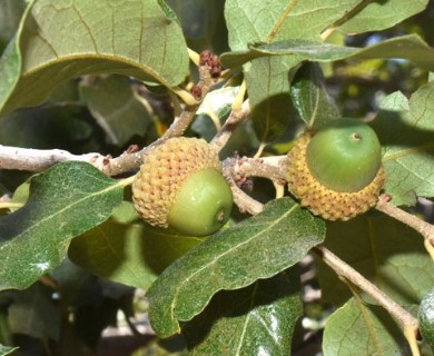 Quercus vaseyana