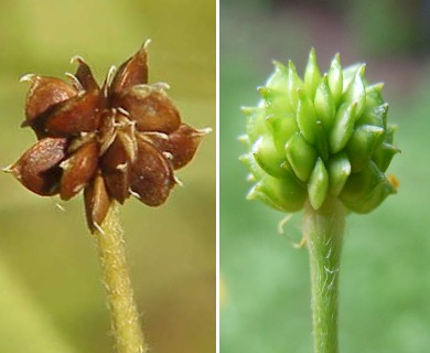 Ranunculus acris