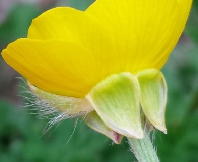 Ranunculus bulbosus