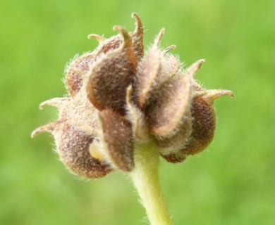 Ranunculus californicus