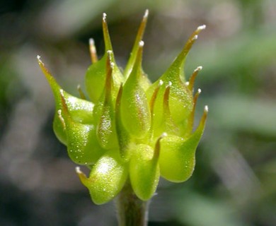 Ranunculus fascicularis