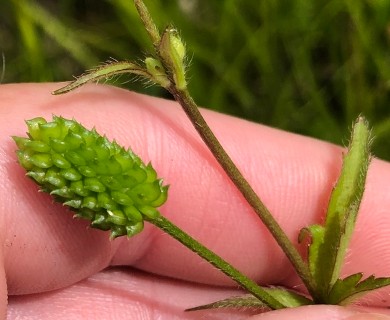 Ranunculus pensylvanicus