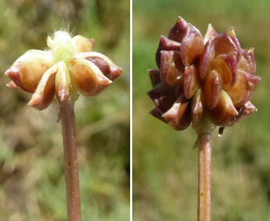 Ranunculus sardous