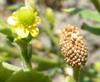 Ranunculus sceleratus