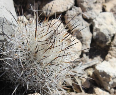 Rapicactus beguinii