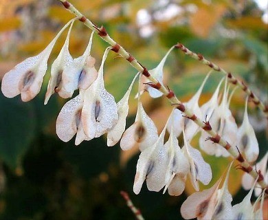 Reynoutria japonica