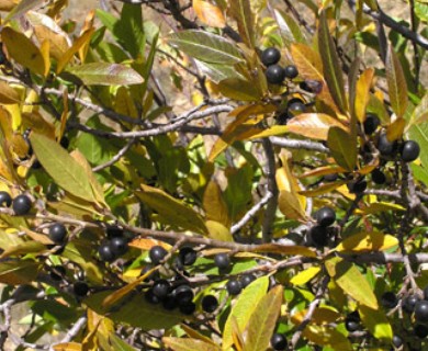 Rhamnus smithii