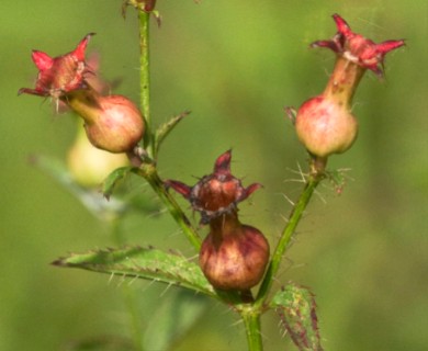 Rhexia mariana