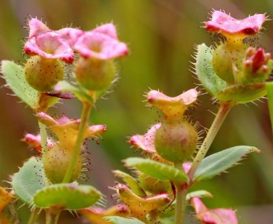 Rhexia nuttallii