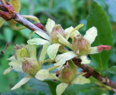 Rhododendron albiflorum