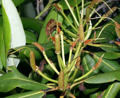 Rhododendron maximum