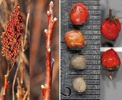 Rhus glabra