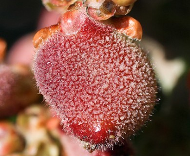 Rhus integrifolia