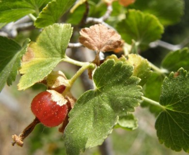 Ribes cereum