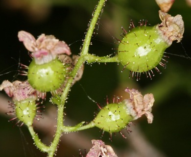 Ribes lacustre