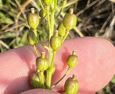 Rorippa barbareifolia