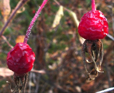 Rosa acicularis