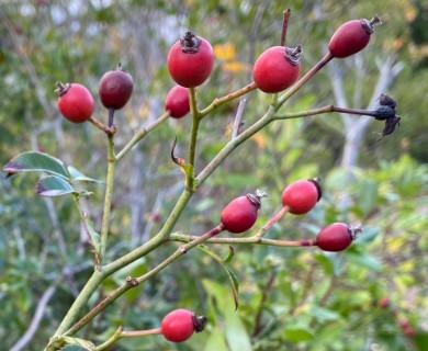 Rosa luciae