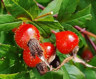 Rosa palustris