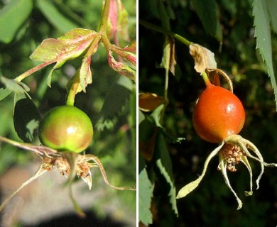 Rosa pisocarpa