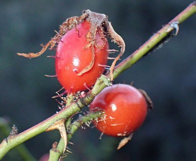 Rosa rubiginosa