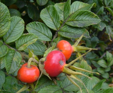 Rosa rugosa