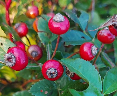 Rosa virginiana