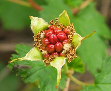 Rubus bartonianus