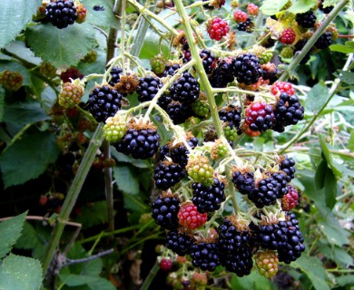 Rubus bifrons