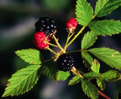 Rubus flagellaris