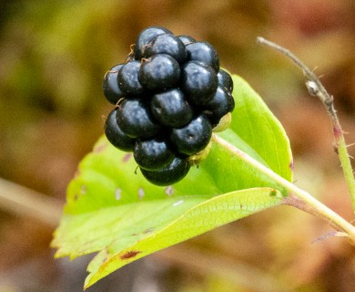 Rubus hispidus