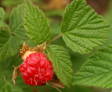 Rubus idaeus