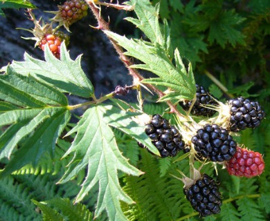 Rubus laciniatus