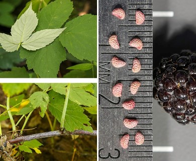 Rubus occidentalis