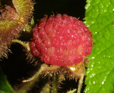 Rubus odoratus