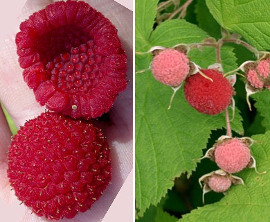 Rubus parviflorus